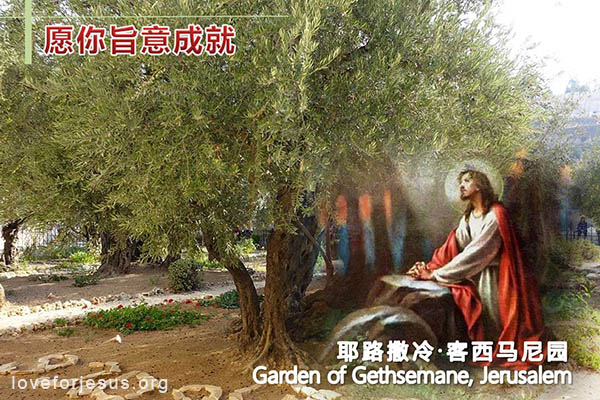 耶稣脚踪-耶路撒冷-客西马尼园