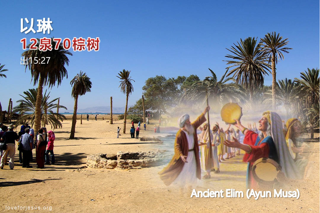 锡安之旅-以琳泉水-12泉70棕榈树