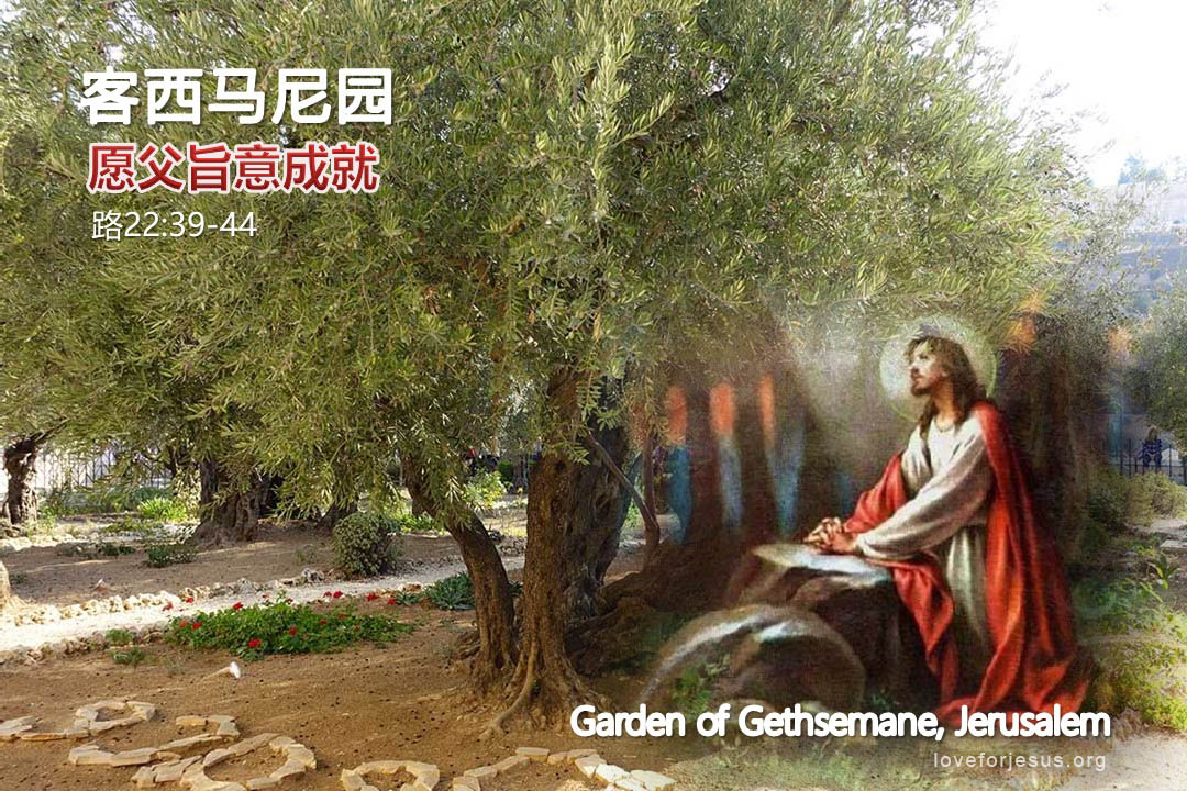 锡安之旅-客西马尼园
