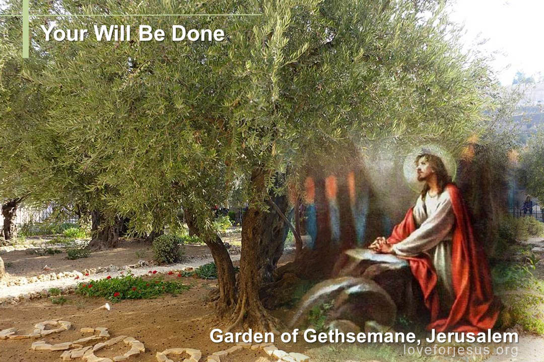 Picture: Garden of Gethsemane, Jerusalem